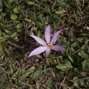 _MAQ0773