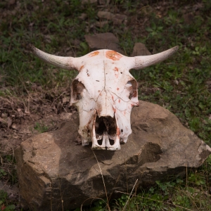 _MAQ0964